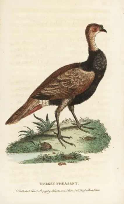 Framed Print : Turkey pheasant hybrid, Meleagris hybrida Framed Print : Turkey pheasant hybrid, Meleagris hybrida