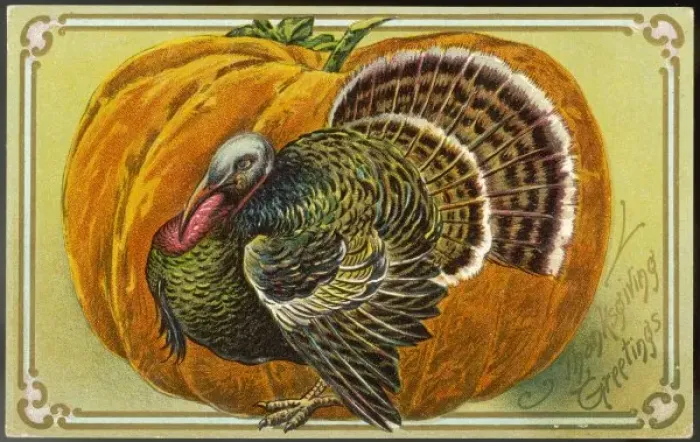 Framed Print : Turkey and Pumpkin Framed Print : Turkey and Pumpkin