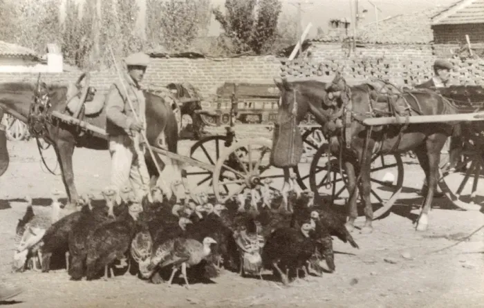 Framed Print : Turkeys in Turkey Framed Print : Turkeys in Turkey