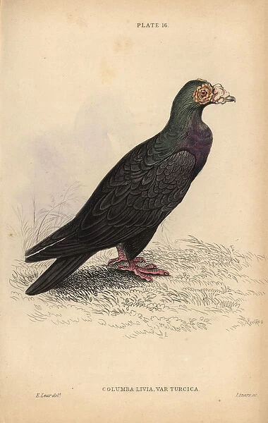 Turkish or mawmet pigeon, Columba livia var