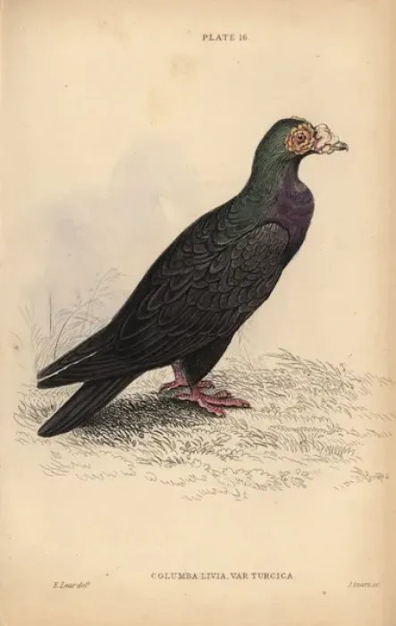 Framed Print : Turkish or mawmet pigeon, Columba livia var Framed Print : Turkish or mawmet pigeon, Columba livia var