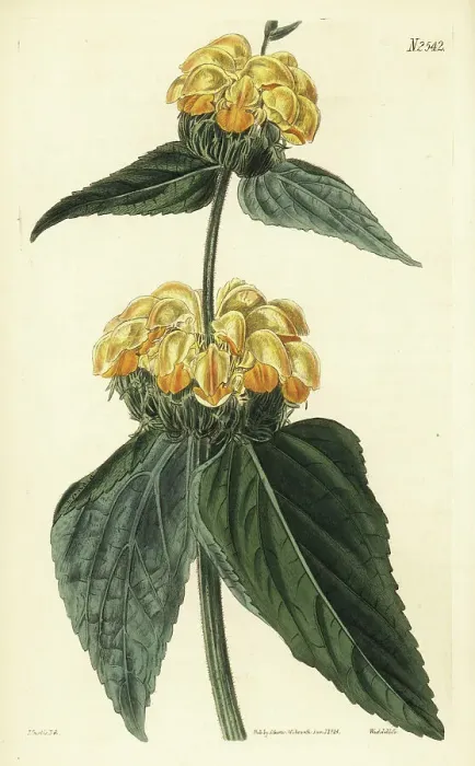 Framed Print : Turkish sage, Phlomis russeliana Framed Print : Turkish sage, Phlomis russeliana