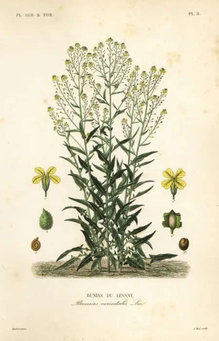 Framed Print : Turkish wartycabbage or Turkish rocket, Bunias orientalis