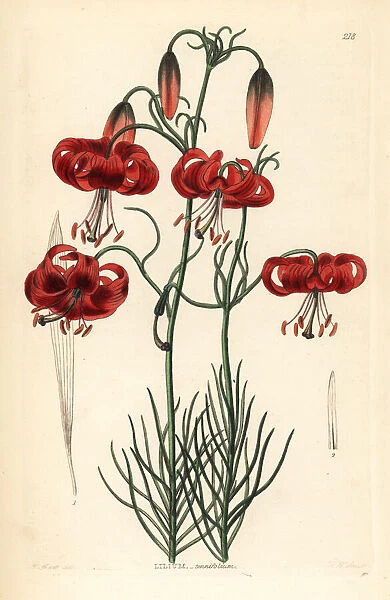 Turks cap Siberian lily, Lilium pumilum