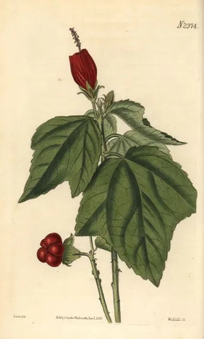 Framed Print : Turks turban or lobed-leaved woolly achania, Achania mollis Framed Print : Turks turban or lobed-leaved woolly achania, Achania mollis