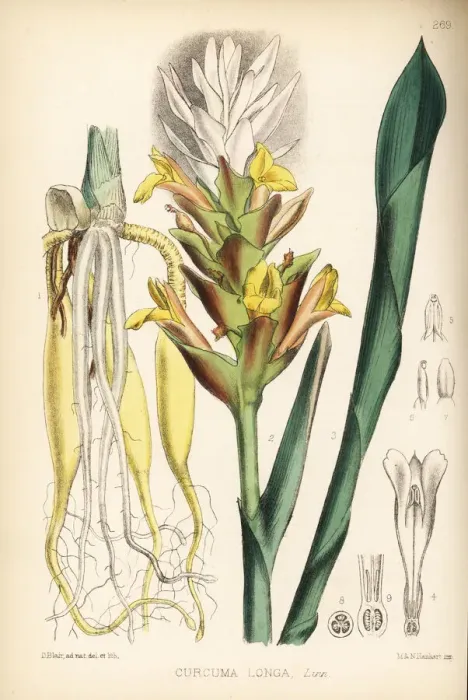 Framed Print : Turmeric, Curcuma longa Framed Print : Turmeric, Curcuma longa
