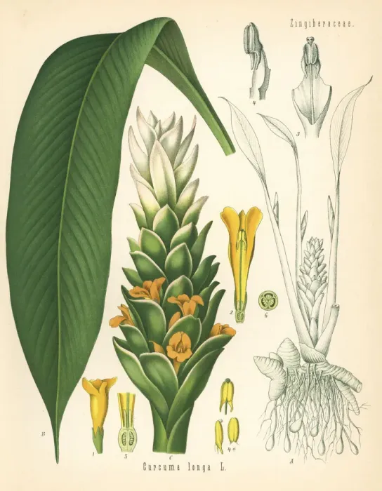 Framed Print : Turmeric, Curcuma longa Framed Print : Turmeric, Curcuma longa