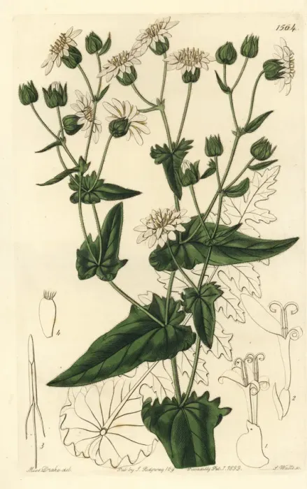 Framed Print : Turnip-leaved musk-succory, Moscharia pinnatifida Framed Print : Turnip-leaved musk-succory, Moscharia pinnatifida