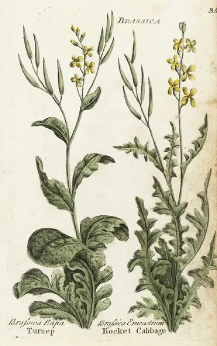 Framed Print : Turnip and rocket cabbage or dog mustard Framed Print : Turnip and rocket cabbage or dog mustard