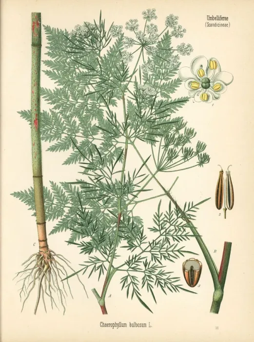 Framed Print : Turnip-rooted chervil, Chaerophyllum bulbosum Framed Print : Turnip-rooted chervil, Chaerophyllum bulbosum