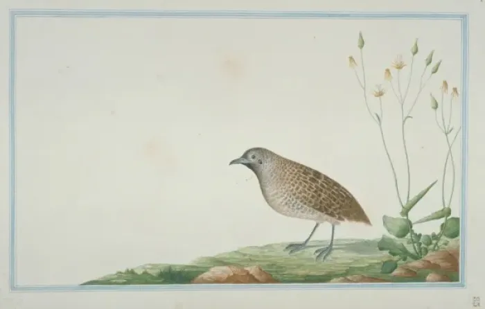 Framed Print : Turnix sp. Buttonquail Framed Print : Turnix sp. Buttonquail