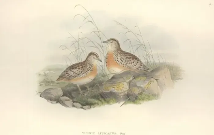 Framed Print : Turnix sylvaticus, Common buttonquail Framed Print : Turnix sylvaticus, Common buttonquail