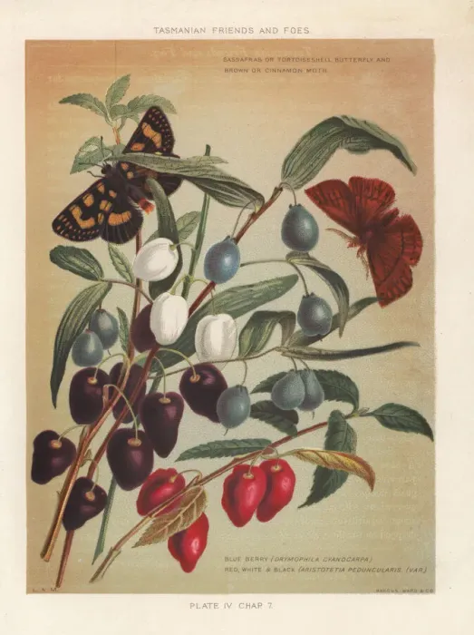 Framed Print : Turqoise berry and Aristotelia peduncularis Framed Print : Turqoise berry and Aristotelia peduncularis