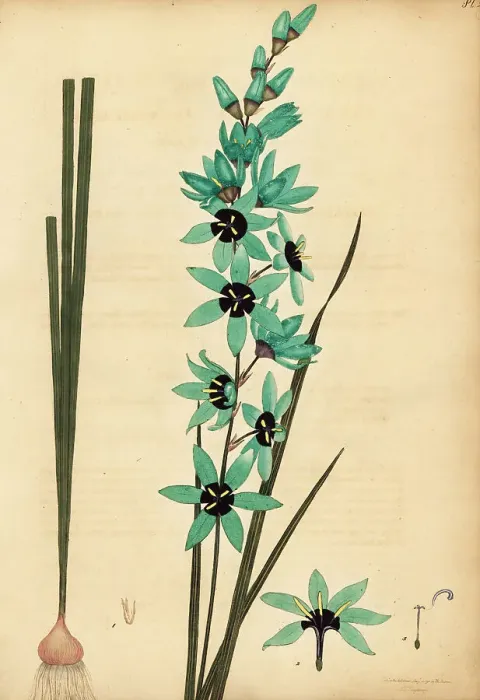 Framed Print : Turquoise ixia, Ixia viridiflora Framed Print : Turquoise ixia, Ixia viridiflora