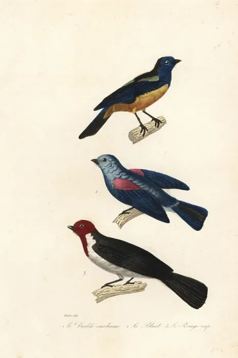 Framed Print : Turquoise tanager, blue-grey tanager, and red-capped cardinal Framed Print : Turquoise tanager, blue-grey tanager, and red-capped cardinal
