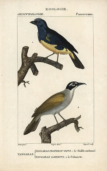 Turquoise tanager, Tangara mexicana, and palm