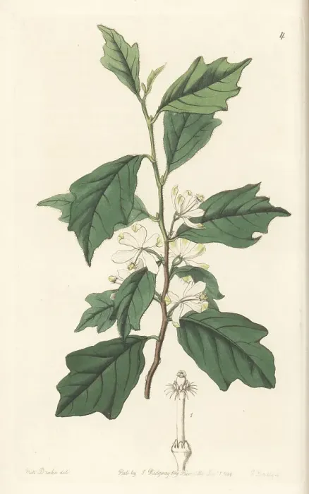 Framed Print : Turraea heterophylla Framed Print : Turraea heterophylla