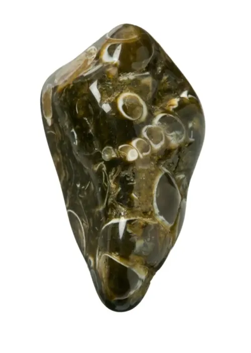 Framed Print : Turritella agate Framed Print : Turritella agate