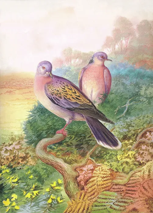 Framed Print : Turtle Doves Framed Print : Turtle Doves