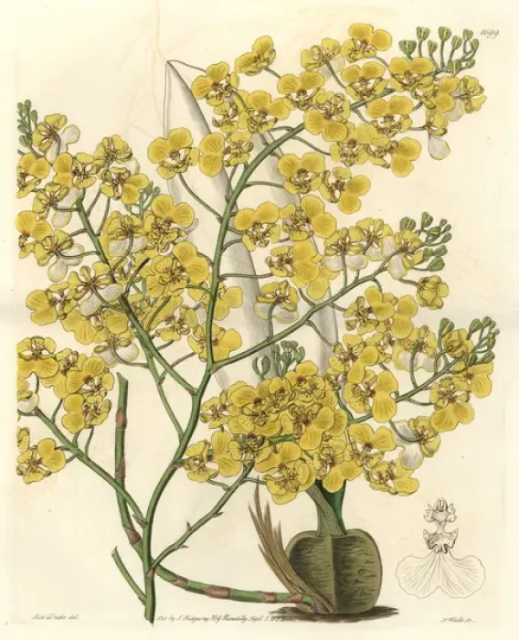 Framed Print : Turtle orchid, Chelyorchis ampliata Framed Print : Turtle orchid, Chelyorchis ampliata