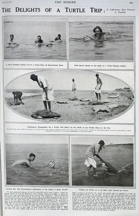 Framed Print : Turtle racing in Australia Framed Print : Turtle racing in Australia