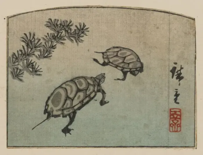 Framed Print : Turtles. Print shows two turtles. Date between 1848 and 1858 Framed Print : Turtles. Print shows two turtles. Date between 1848 and 1858