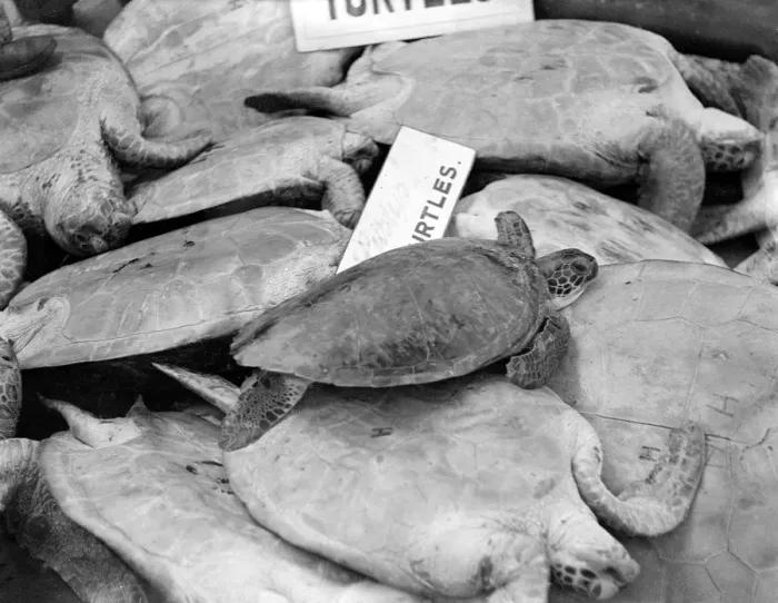 Framed Print : Turtles for Soup Framed Print : Turtles for Soup