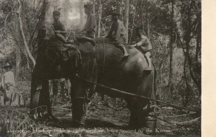 Framed Print : Tuskless Elephant trained in Myanmar Framed Print : Tuskless Elephant trained in Myanmar
