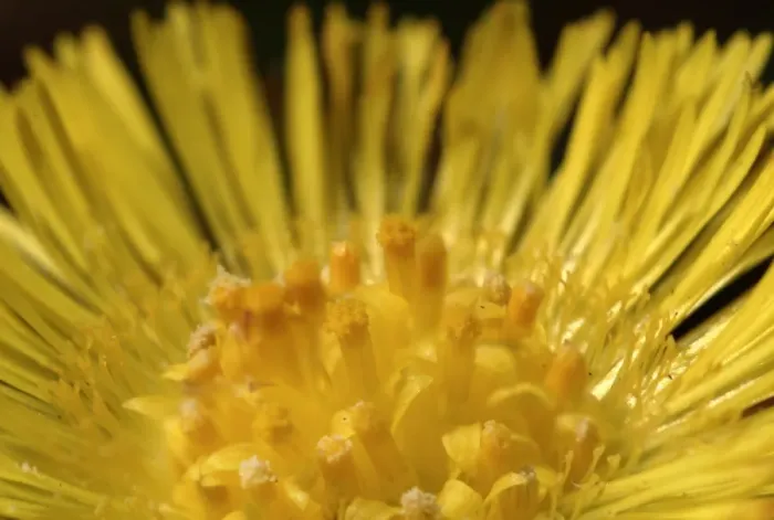 Framed Print : Tussilago farfara, coltsfoot Framed Print : Tussilago farfara, coltsfoot