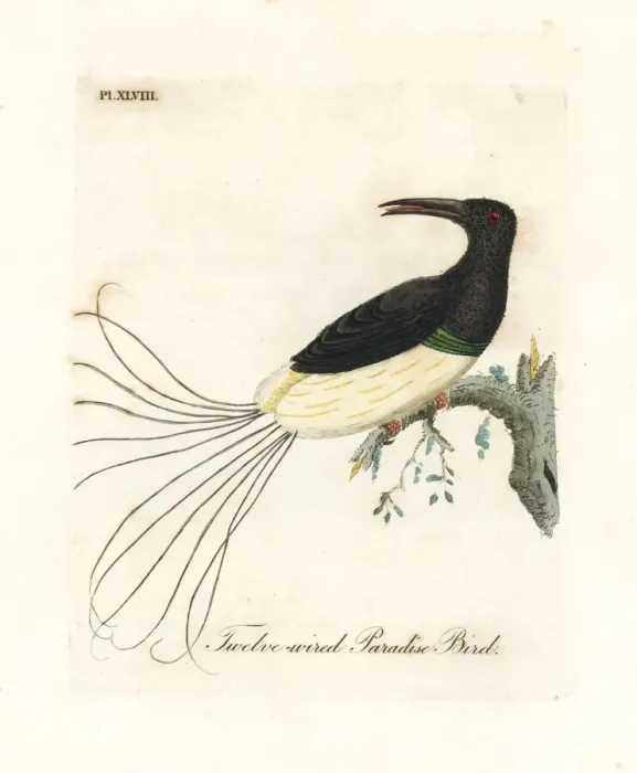 Framed Print : Twelve-wired bird-of-paradise, Seleucidis melanoleucus Framed Print : Twelve-wired bird-of-paradise, Seleucidis melanoleucus