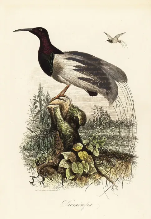 Framed Print : Twelve-wired bird-of-paradise, Seleucidis melanoleucus Framed Print : Twelve-wired bird-of-paradise, Seleucidis melanoleucus