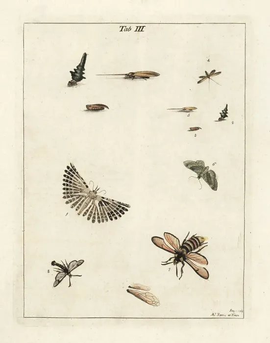 Framed Print : Twenty-plume moth and other moths Framed Print : Twenty-plume moth and other moths
