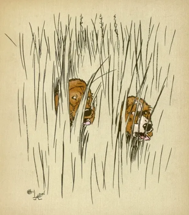 Framed Print : Twin puppies lost in undergrowth Framed Print : Twin puppies lost in undergrowth