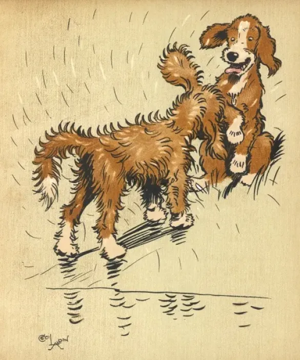Framed Print : Twin puppy shaking off water Framed Print : Twin puppy shaking off water