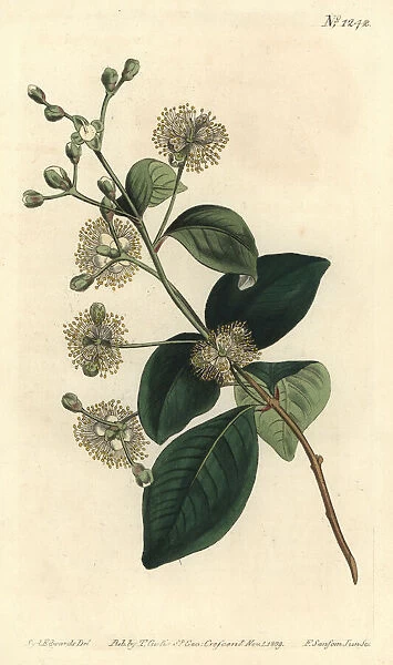 Twinberry, Myrcianthes fragrans