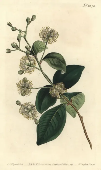 Framed Print : Twinberry, Myrcianthes fragrans Framed Print : Twinberry, Myrcianthes fragrans