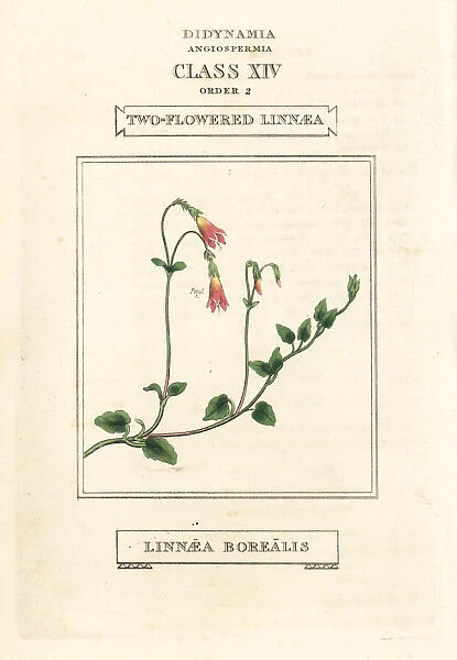 Twinflower or two-flowered linnaea, Linnaea borealis