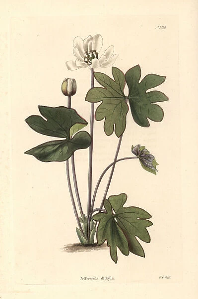 Twinleaf or rheumatism root, Jeffersonia diphylla