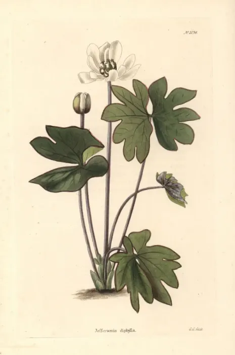 Framed Print : Twinleaf or rheumatism root, Jeffersonia diphylla Framed Print : Twinleaf or rheumatism root, Jeffersonia diphylla