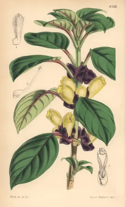 Framed Print : Two-coloured alloplectus, Alloplectus dichrous Framed Print : Two-coloured alloplectus, Alloplectus dichrous