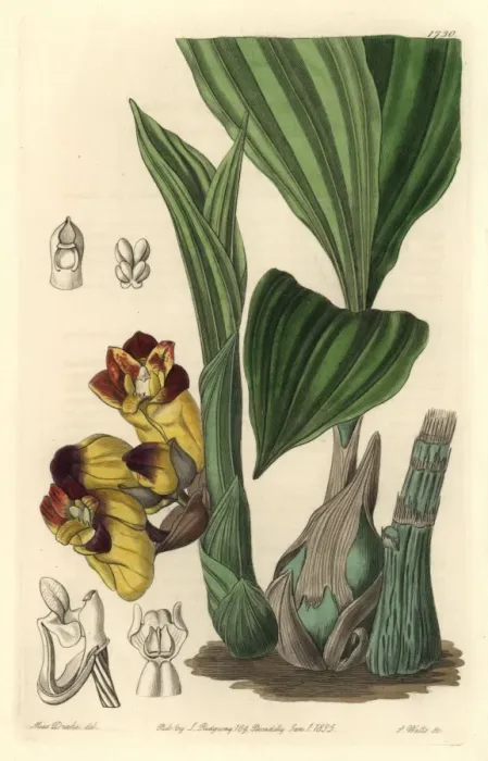 Framed Print : Two-coloured barrel-orchis, Acanthophippium bicolor Framed Print : Two-coloured barrel-orchis, Acanthophippium bicolor