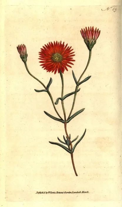 Framed Print : Two-coloured fig marigold, Mesembryanthemum bicolorum Framed Print : Two-coloured fig marigold, Mesembryanthemum bicolorum