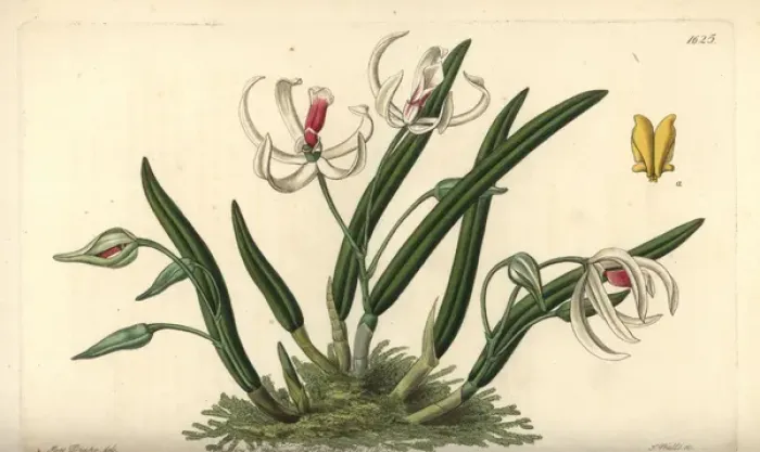 Framed Print : Two-coloured leptotes orchid, Leptotes bicolor Framed Print : Two-coloured leptotes orchid, Leptotes bicolor