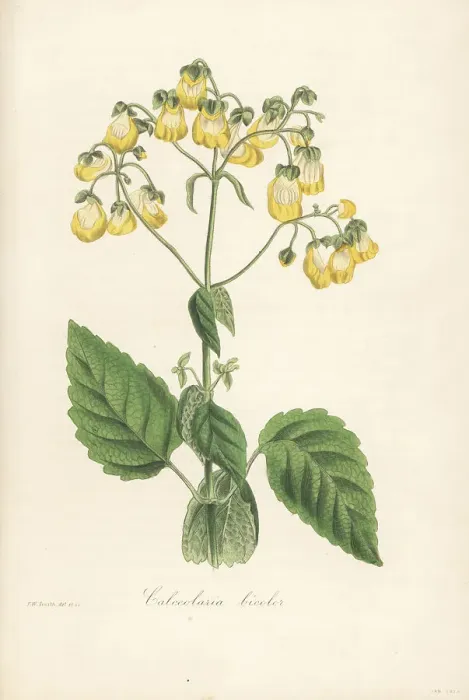 Framed Print : Two-coloured slipperwort, Calceolaria bicolor Framed Print : Two-coloured slipperwort, Calceolaria bicolor