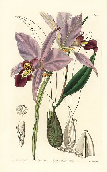 Two-edged laelia orchid, Laelia anceps