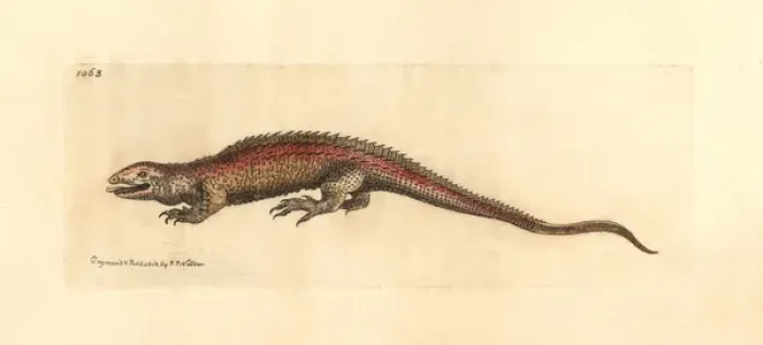 Framed Print : Two-faced neusticurus, Neusticurus bicarinatus Framed Print : Two-faced neusticurus, Neusticurus bicarinatus