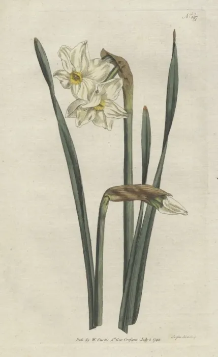 Framed Print : Two-flowered narcissus, Narcissus medioluteus Framed Print : Two-flowered narcissus, Narcissus medioluteus