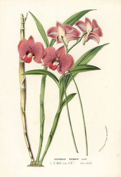 Two-humped dendrobium orchid, Dendrobium bigibbum