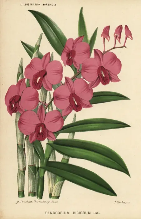 Framed Print : Two-humped dendrobium orchid, Dendrobium bigibbum Framed Print : Two-humped dendrobium orchid, Dendrobium bigibbum