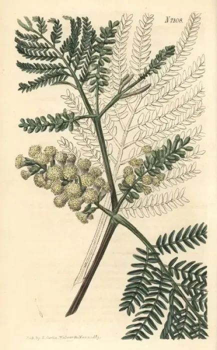 Framed Print : Two-spiked acacia, Acacia lophantha